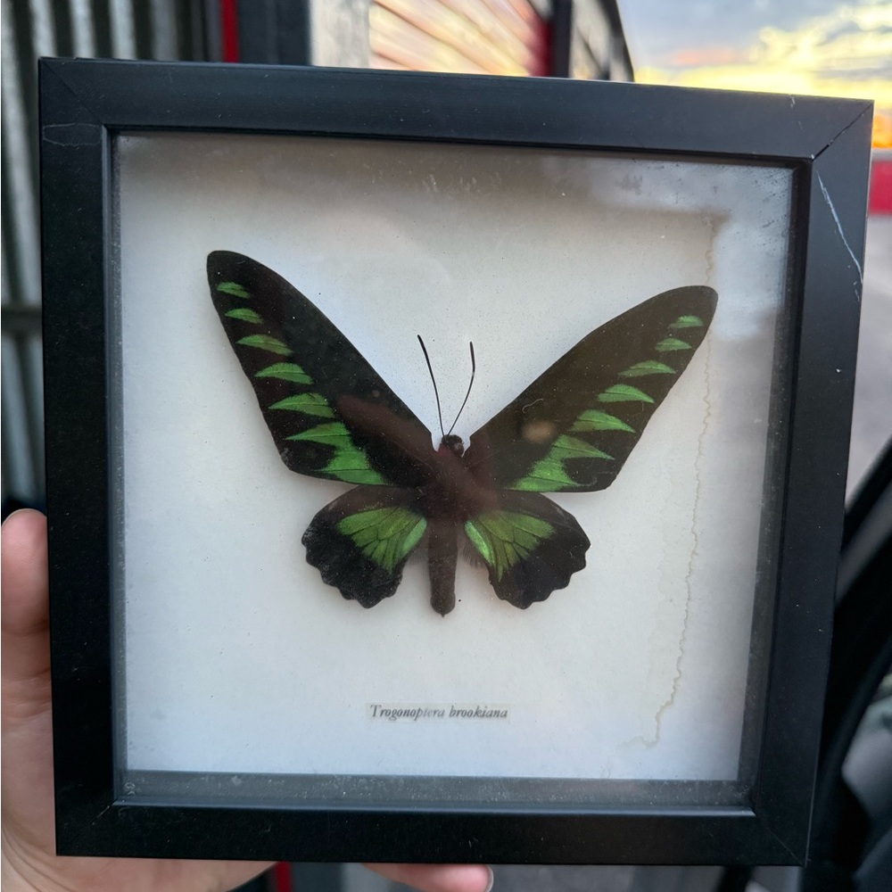 Framed Green and Black Butterfly Wall Art